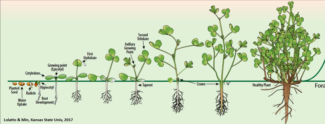 Seedling alfalfa development illustration.